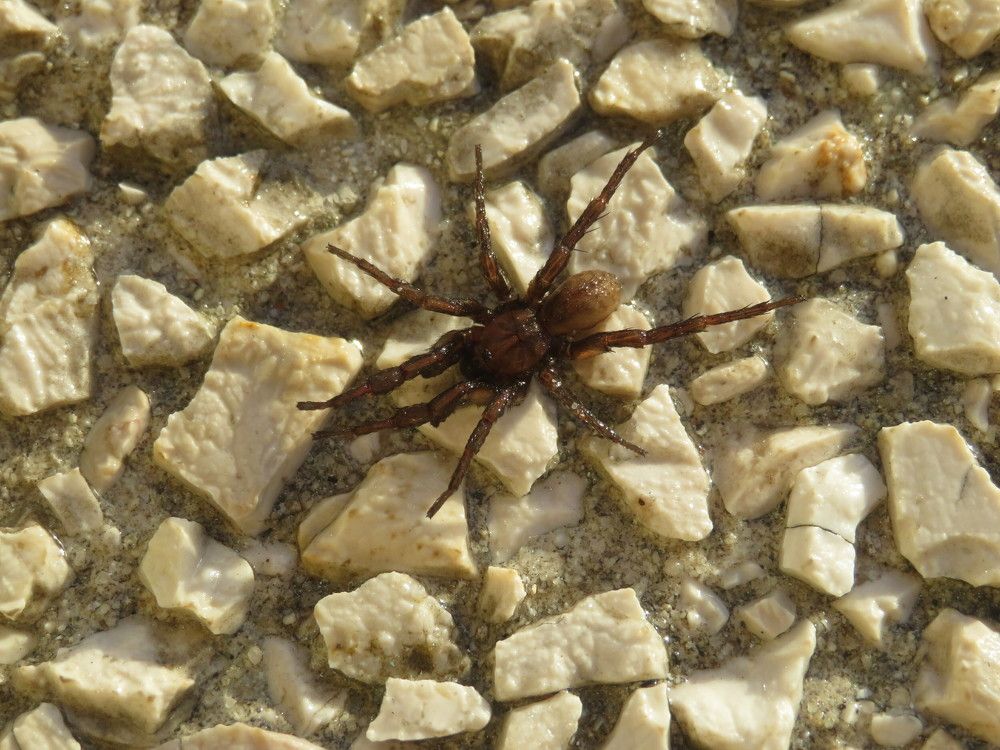 Brown spider
