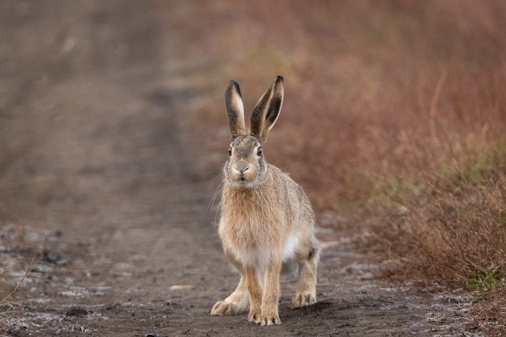 Photograph by Антон Лобачёв