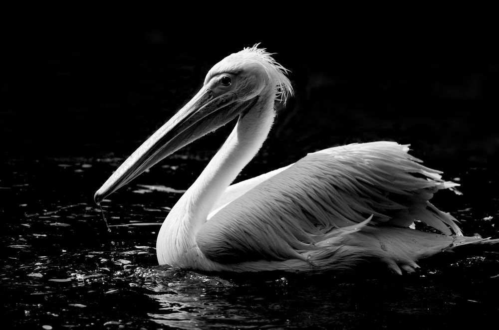 Photograph by Вероника Андре