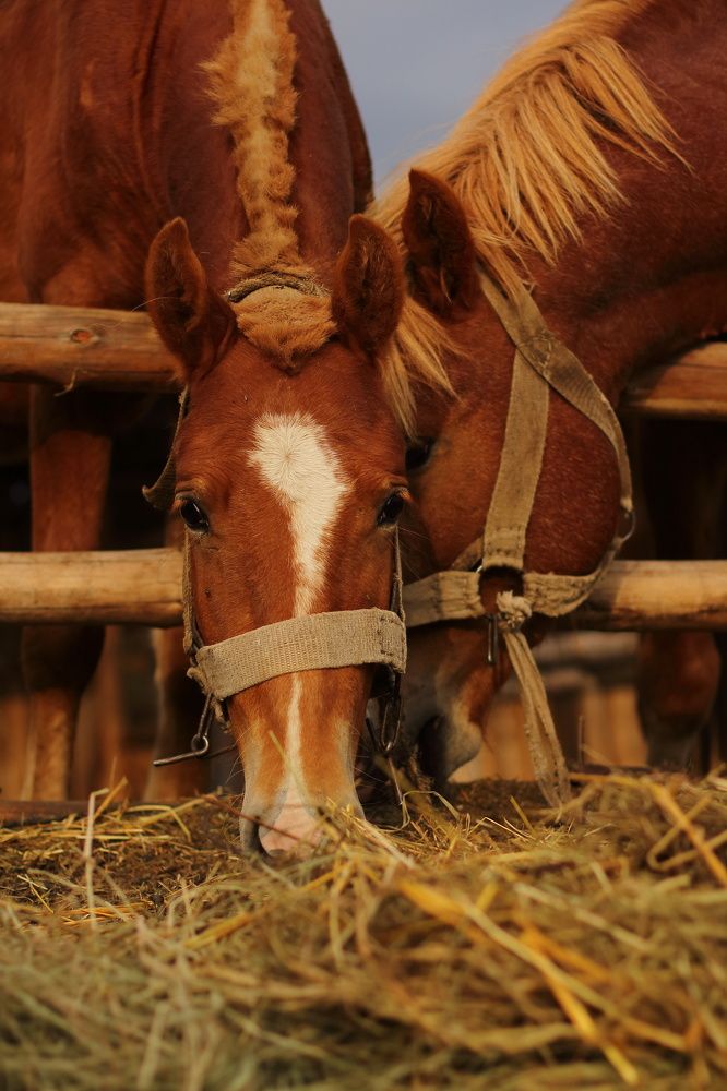 Фотография автора Элеонора Григорьева