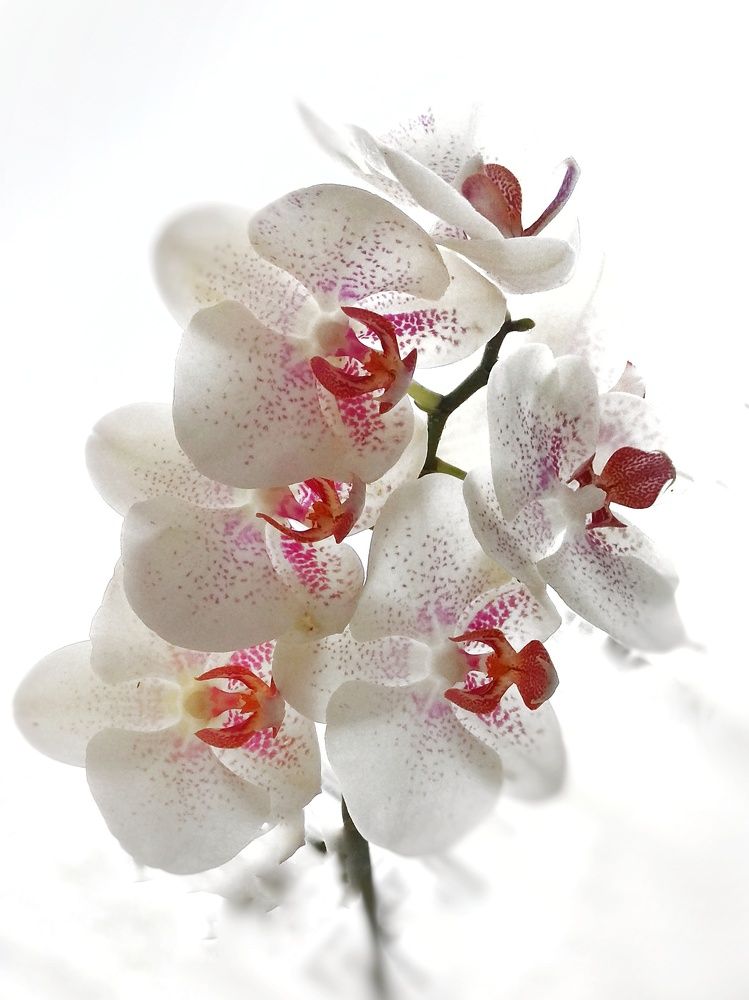 Photograph by Сергей Жигульский