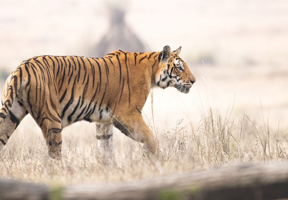 Photograph by Santhosh GVN