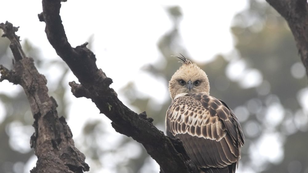 Photograph by Santhosh GVN