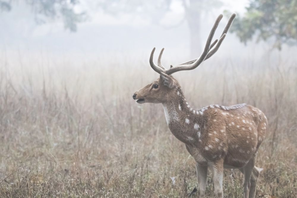 Photograph by Santhosh GVN