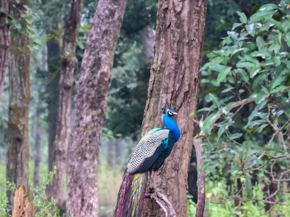 Photograph by Santhosh GVN