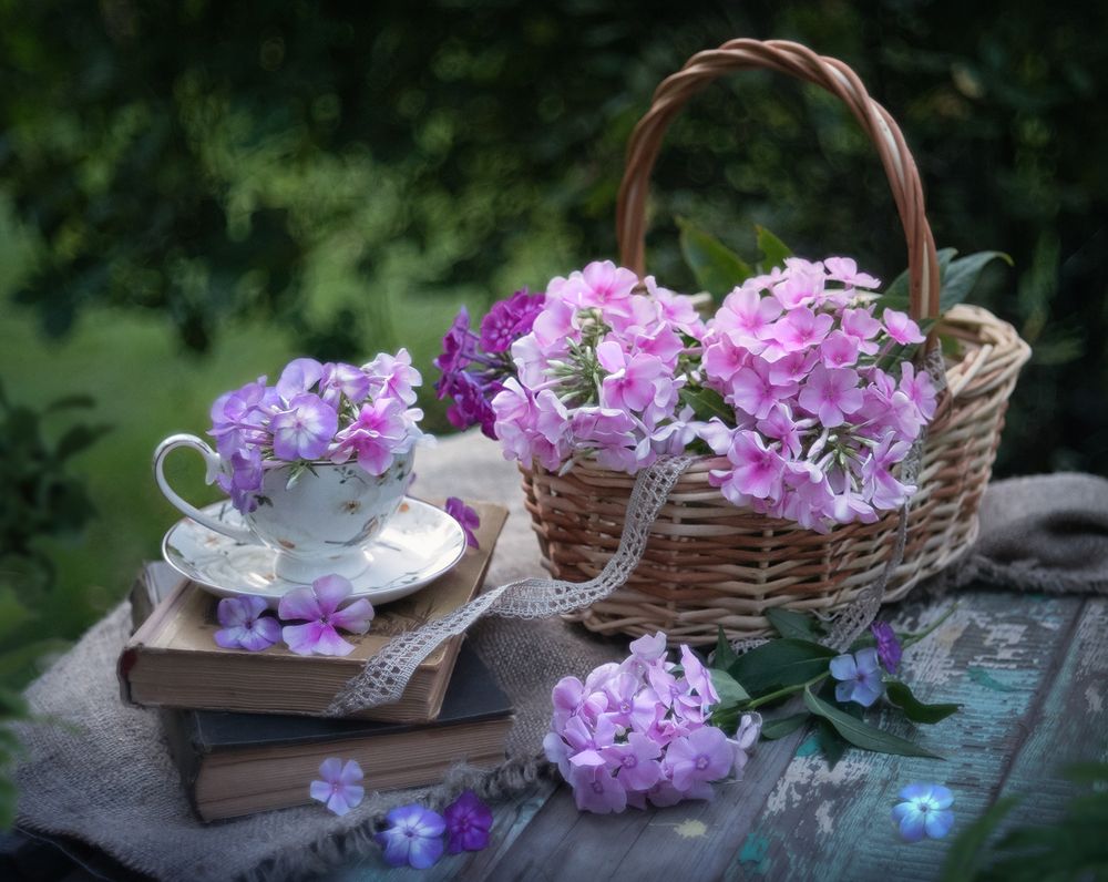 Очарование флоксов