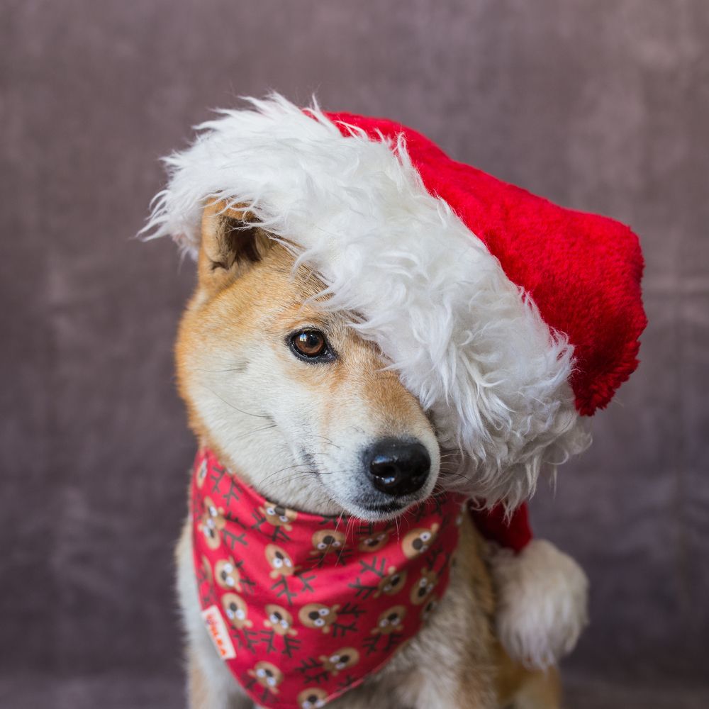 Здравствуй, дедушка Мороз