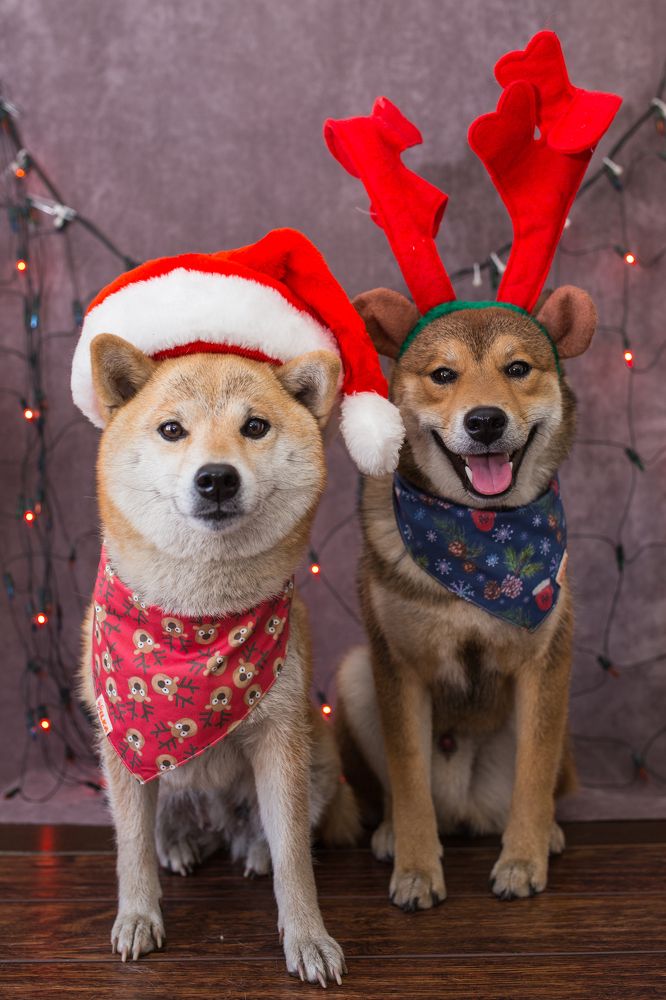 Новый год к нам мчиться