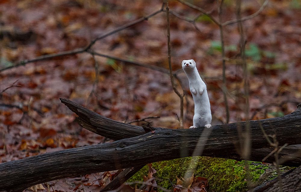 А кто там прячется ?