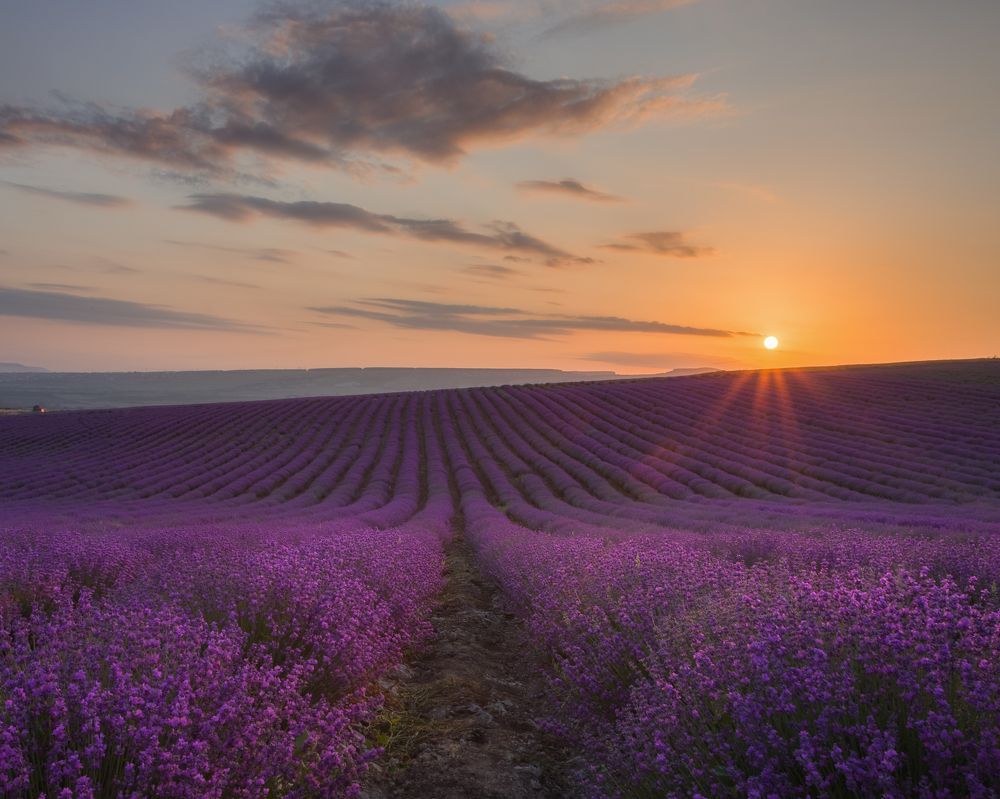 Фотография автора Екатерина Дмитренко