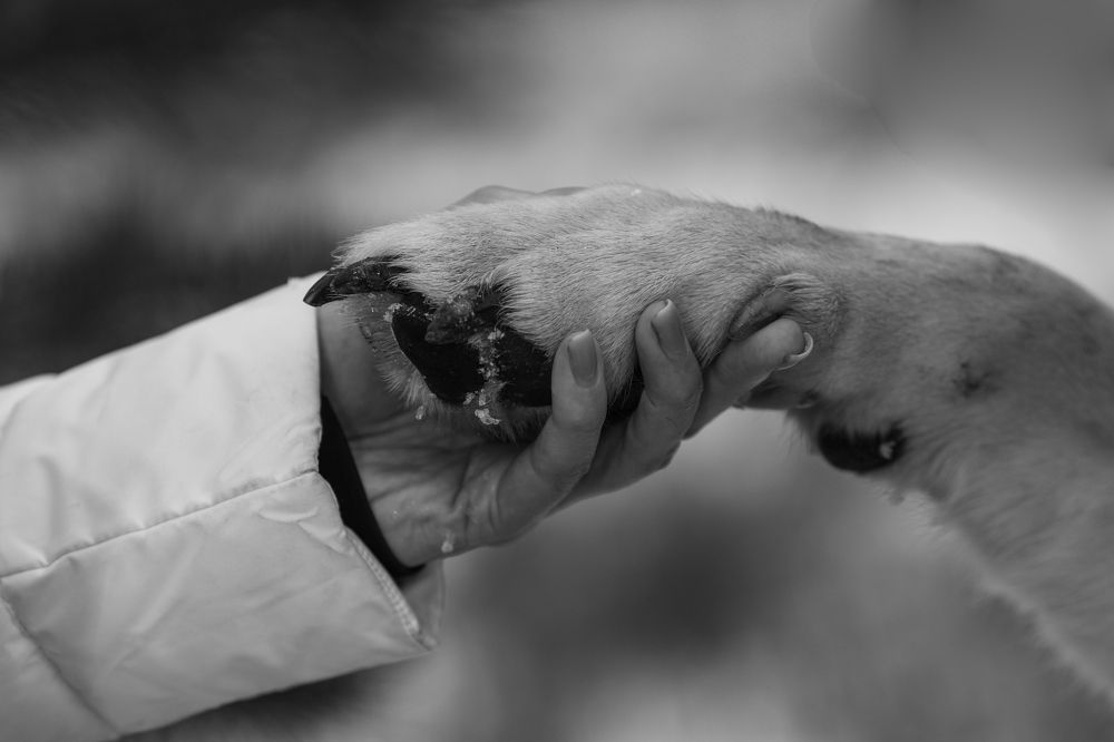 Дай лапу, Друг