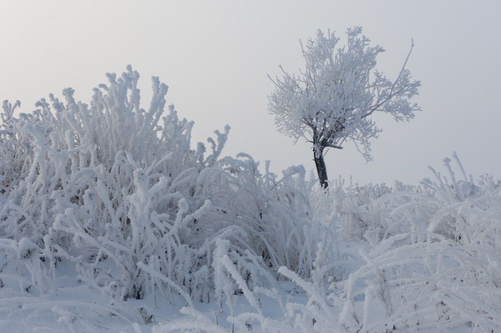 Как в неземных садах небесных...