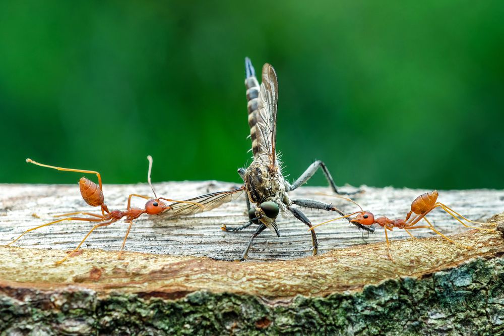 Photograph by KAIYEN LEE