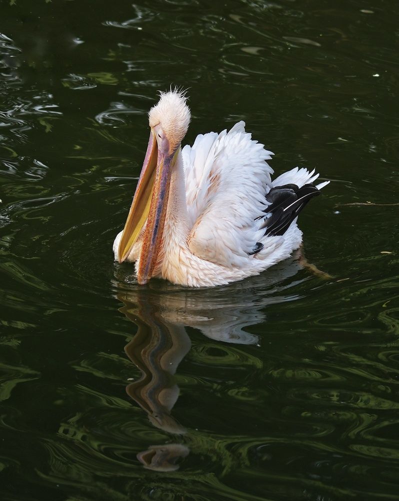 Photograph by Wesam hm Alrufaie