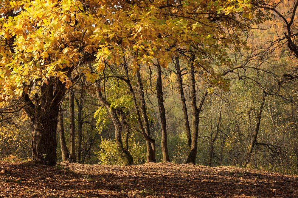 Есть что-то в этой Осени...