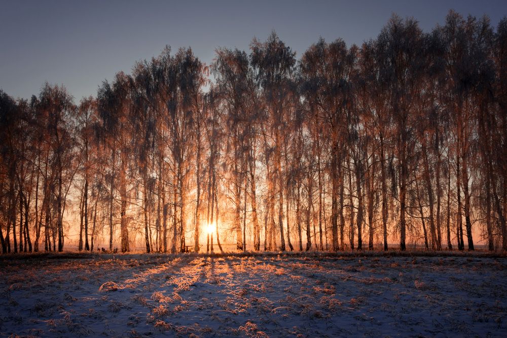 Запутавшись в ветвях берез...