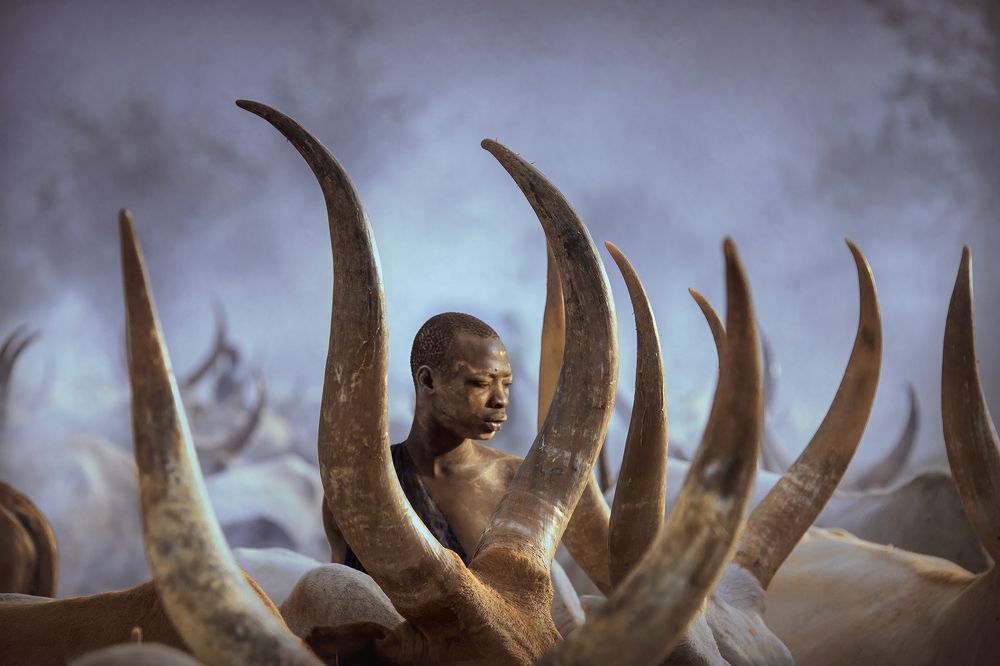 Mundari's cow, SOUTH SUDAN 2021