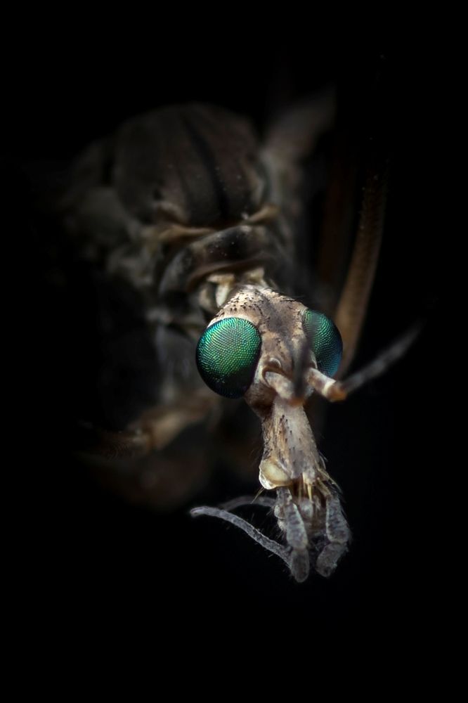 Photograph by Sleiby Hussam