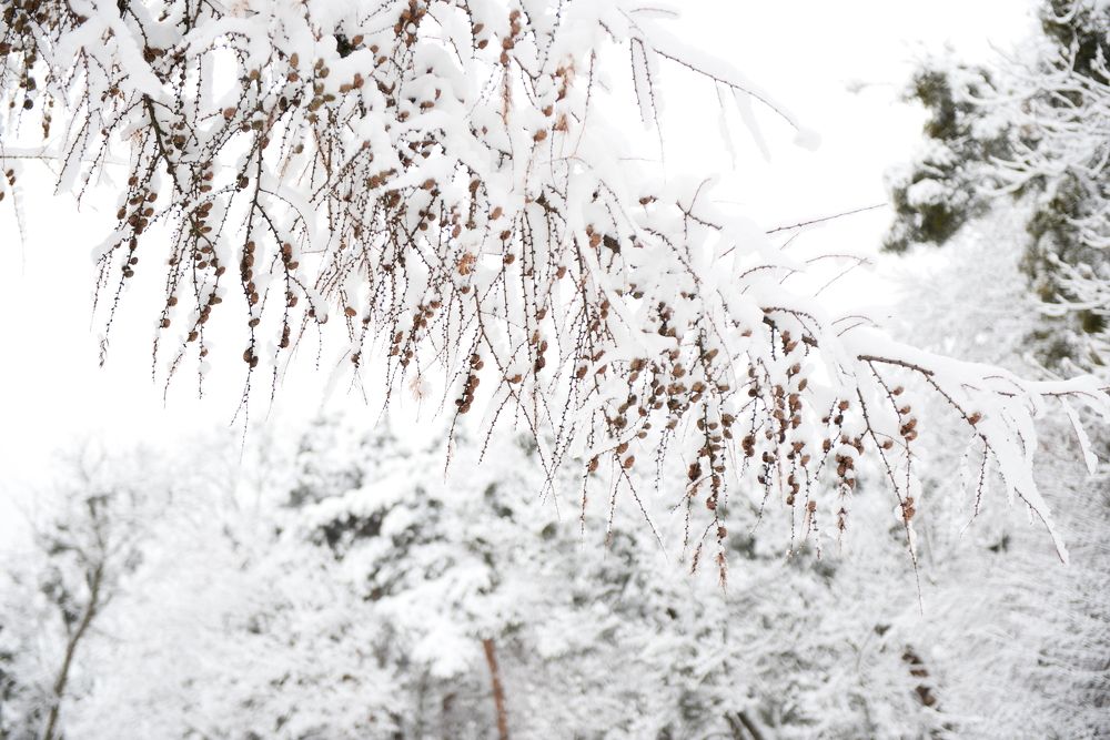 Photograph by Liudmyla