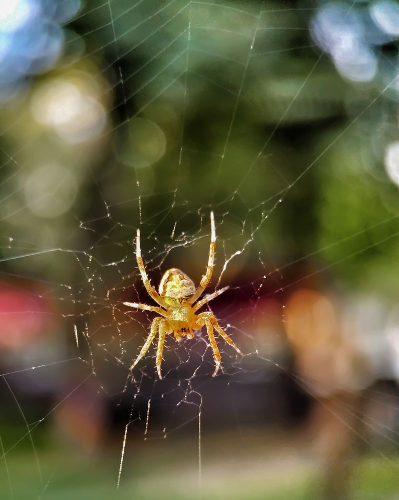 Photograph by Irina Grass