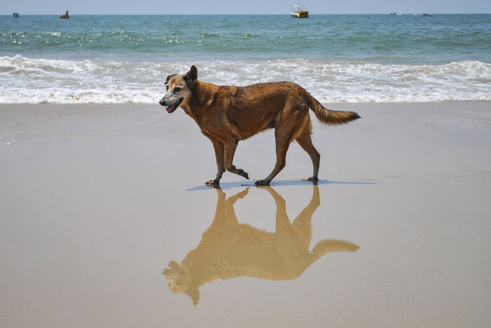 Фотография автора Алексей Самойлов
