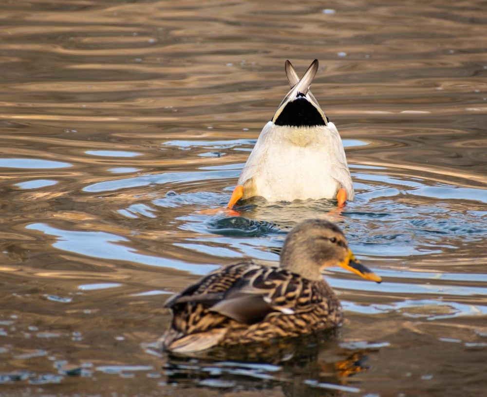 Фотография автора Алексей Савельев