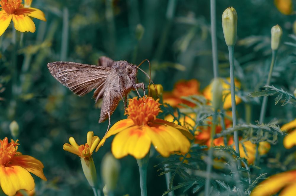 Цветочный коктейль для совки