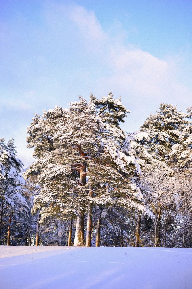 Photograph by Liana Lauta