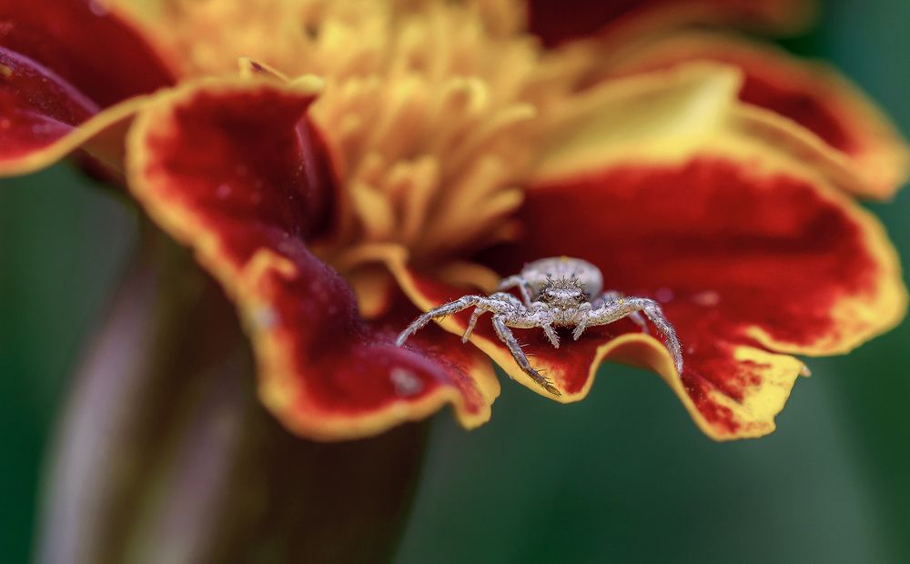 Бархатный домик для паучка