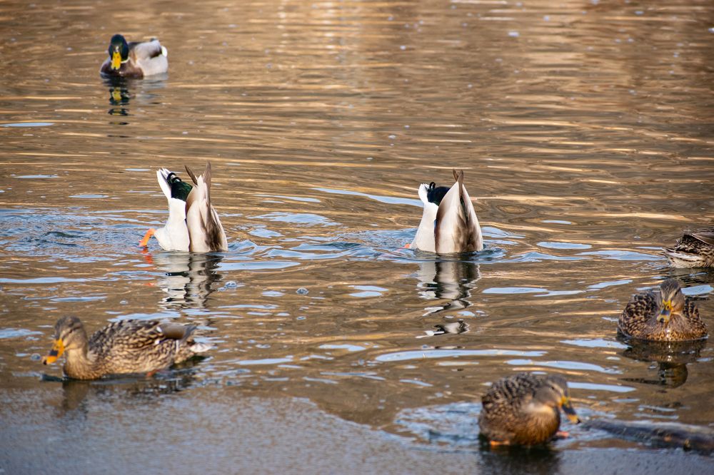 Фотография автора Алексей Савельев