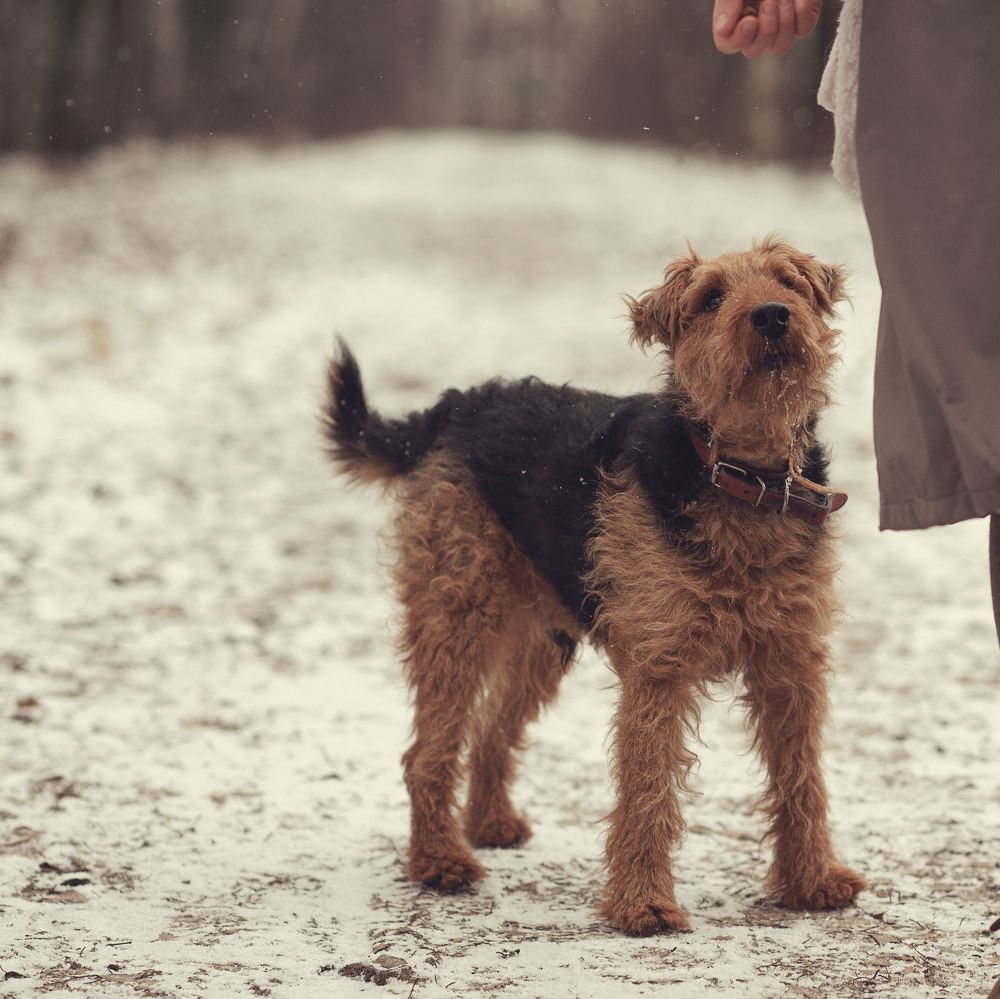 Женя и Вилли / Jane and Willie