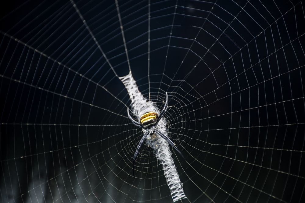 Photograph by Ashish Subba