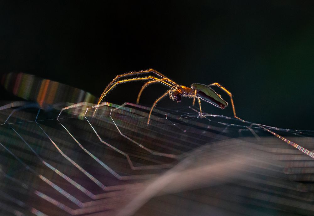 Photograph by Анатолий Плечистый