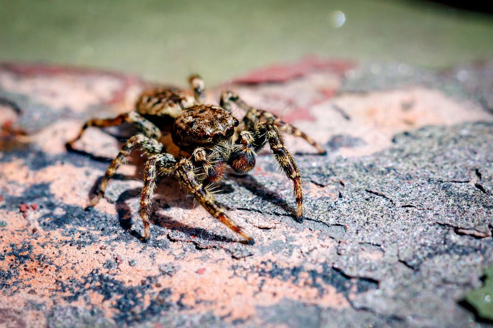 Photograph by Max. Assenbrunner