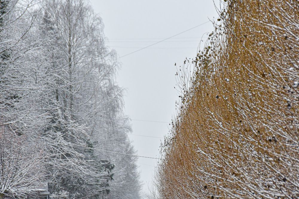 Photograph by Галина Баранова