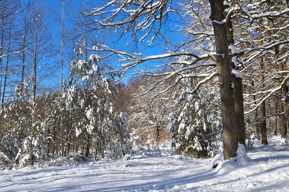 In a sunny winter forest.
