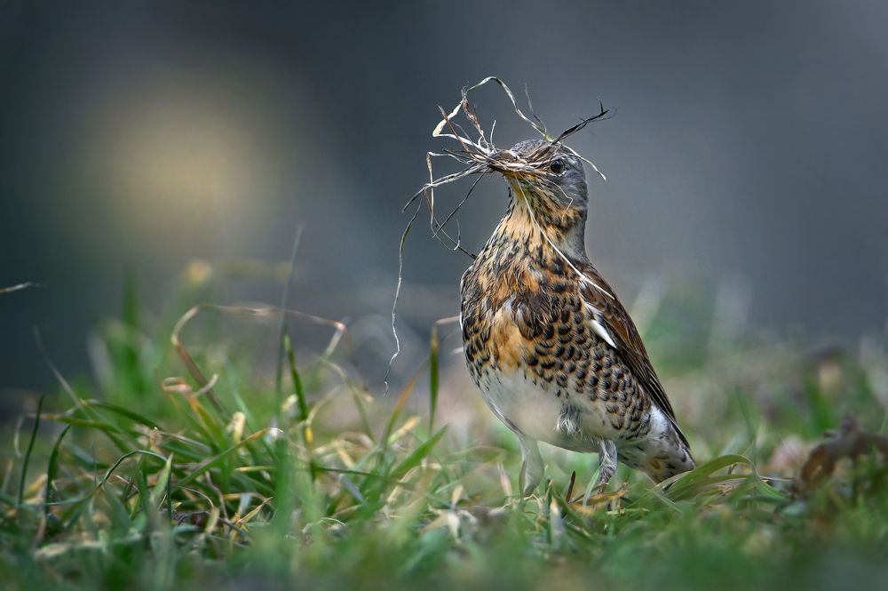 Photograph by Чернобай Анна