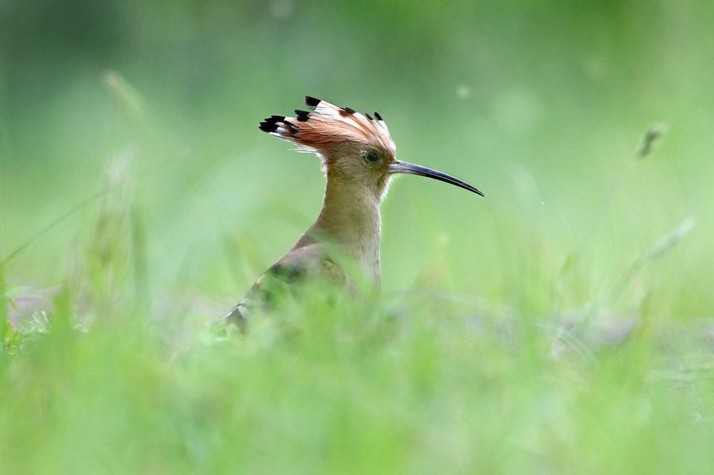 Photograph by Чернобай Анна