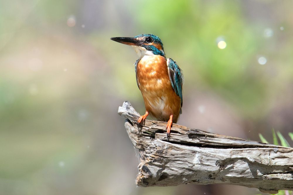 Photograph by Чернобай Анна