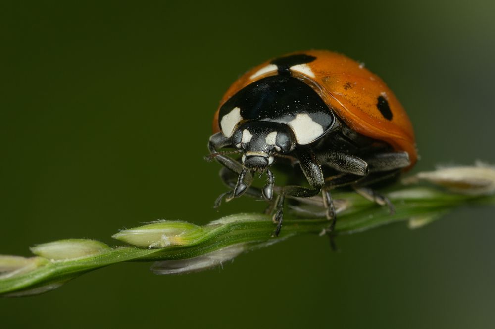 Photograph by Денис Ветренко