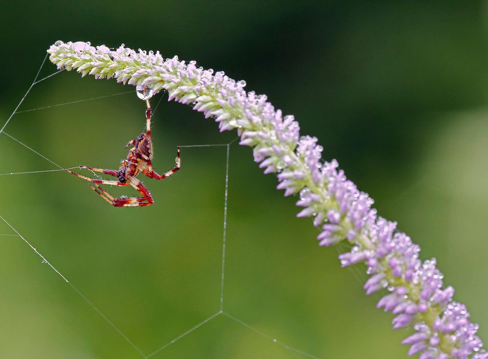 Оборвалась струна