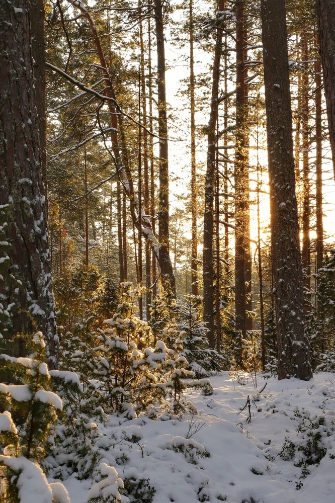 Фотография автора Алексан Арт