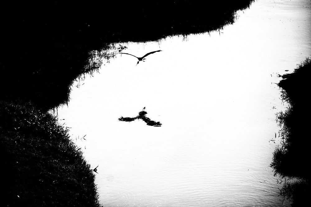 Black & White - Abstract Bird Reflection