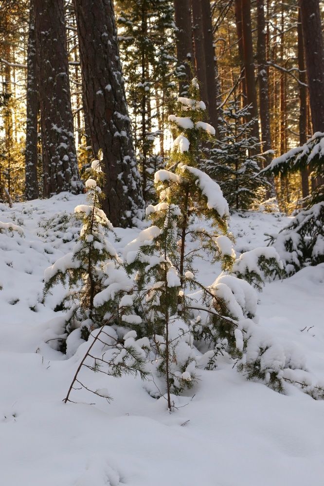 Фотография автора Алексан Арт