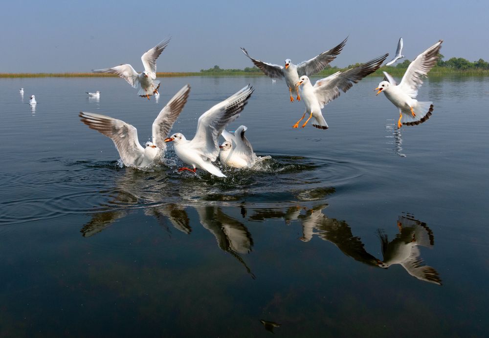 Photograph by Bibhas Deb