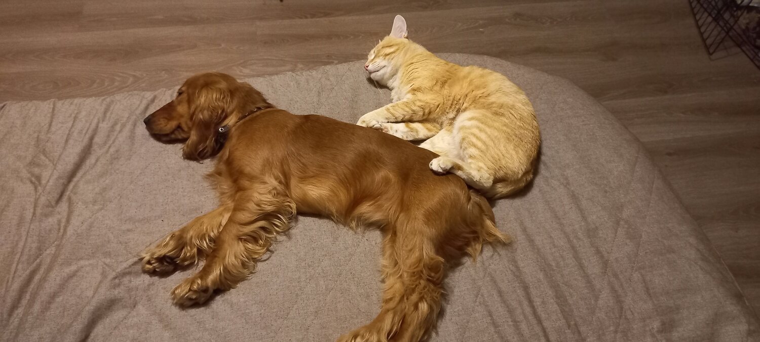 Photo #7058885
