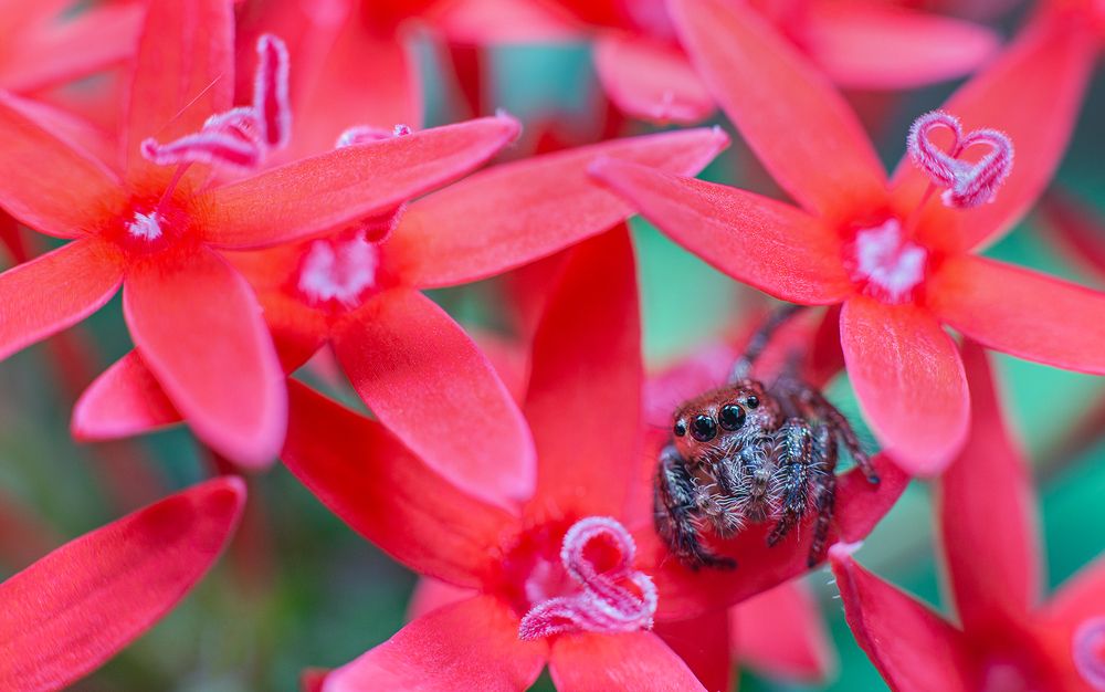 Photograph by Laddu Sasindu Pramuditha De Silva