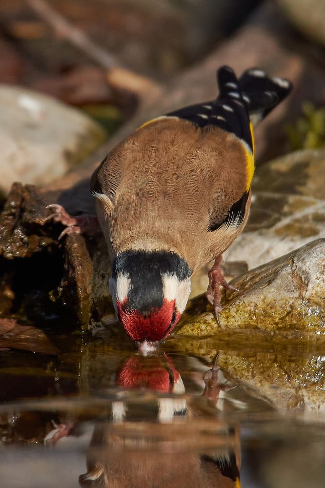 Photograph by Andrea Barlotti