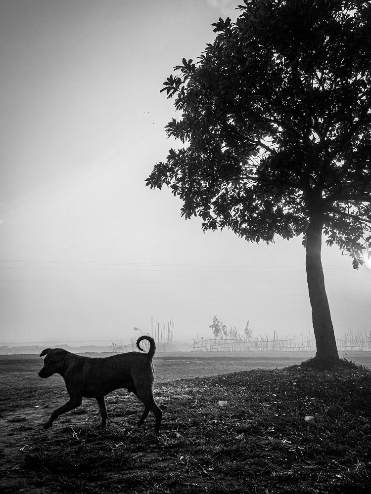 Photograph by Pranto Ghosh