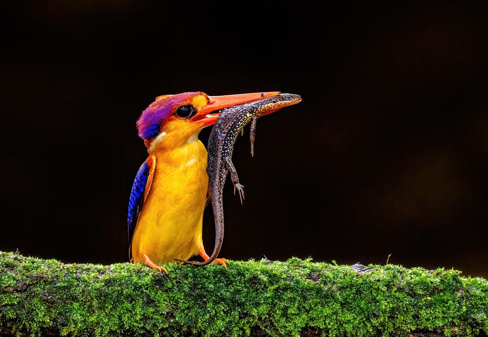 Oriental dwarf kingfisher